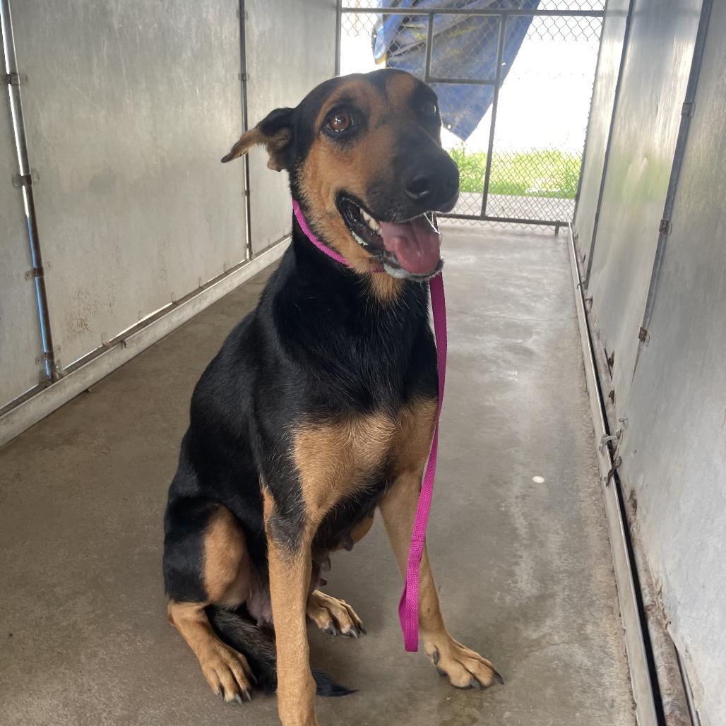 Starburst thumbnail 4