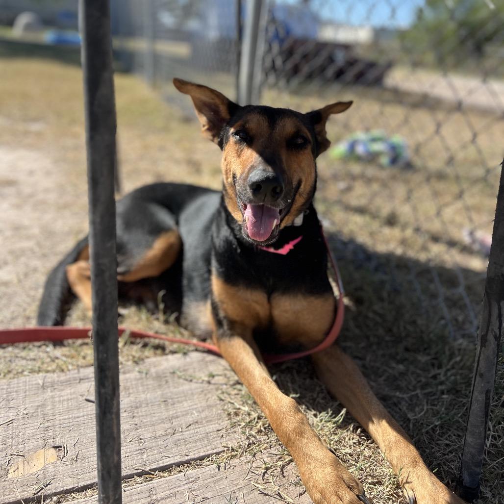 Starburst thumbnail 5