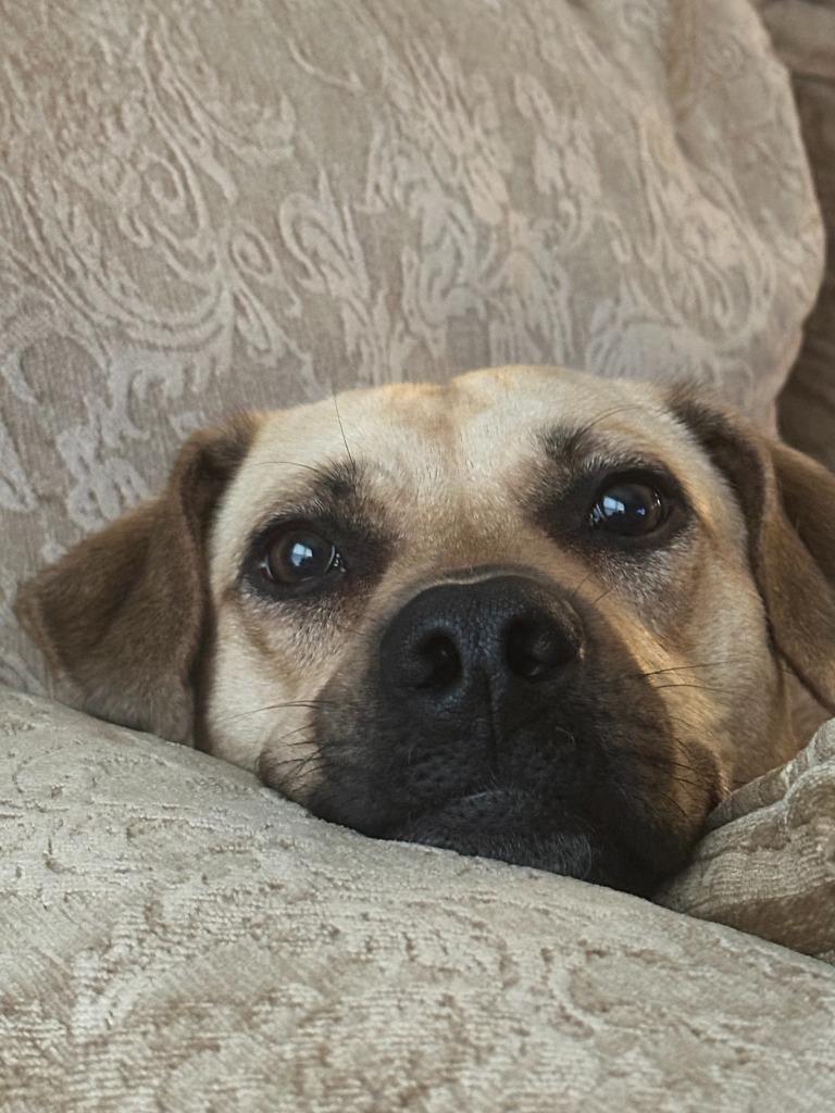 Miki aka Mikasa, Adoptable, Adult Female Mixed Breed.