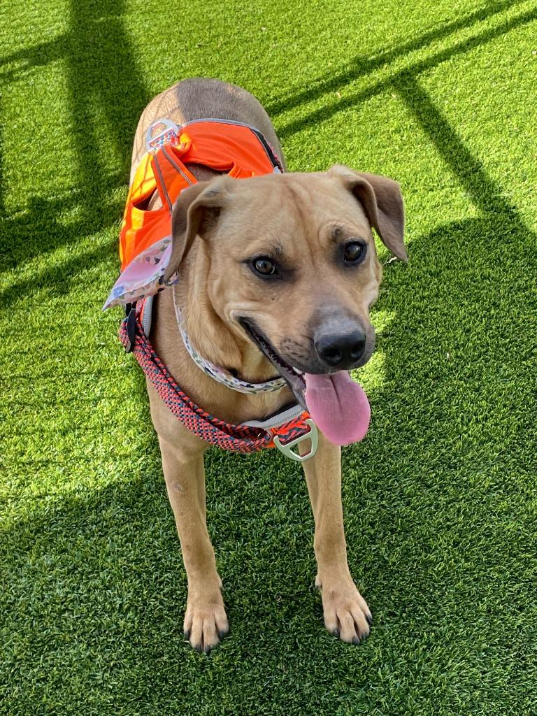 Enlarge Mikasa, a Adoptable mixed breed in Richland Hills, TX image 2/4