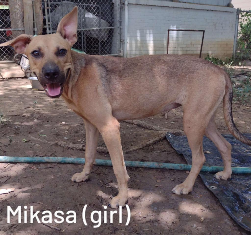 Miki aka Mikasa, a Adoptable mixed breed in Richland Hills, TX image 4/6