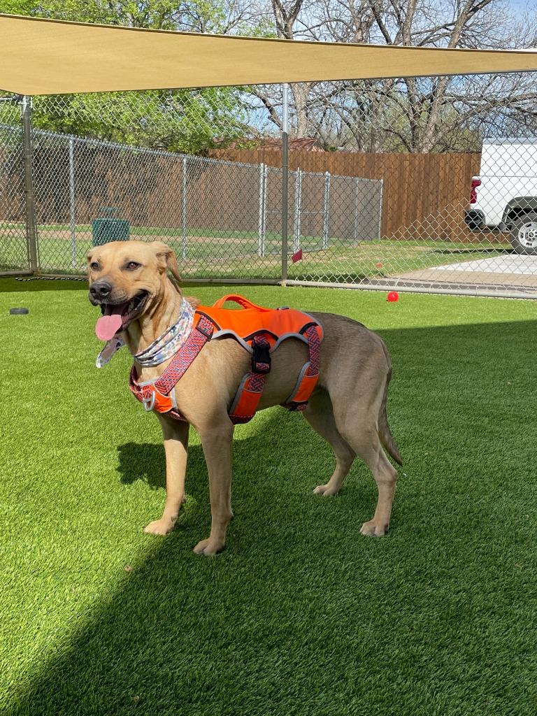 Mikasa, a Adoptable mixed breed in Richland Hills, TX image 2/4