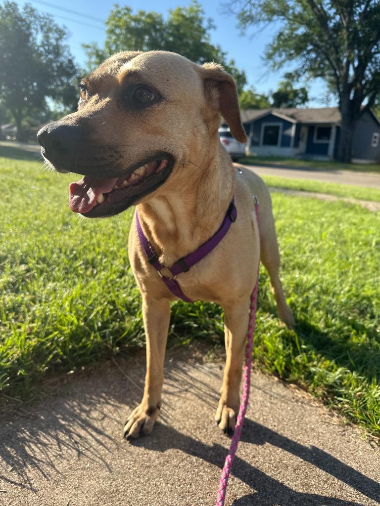 Miki aka Mikasa, a Adoptable mixed breed in Richland Hills, TX image 5/6