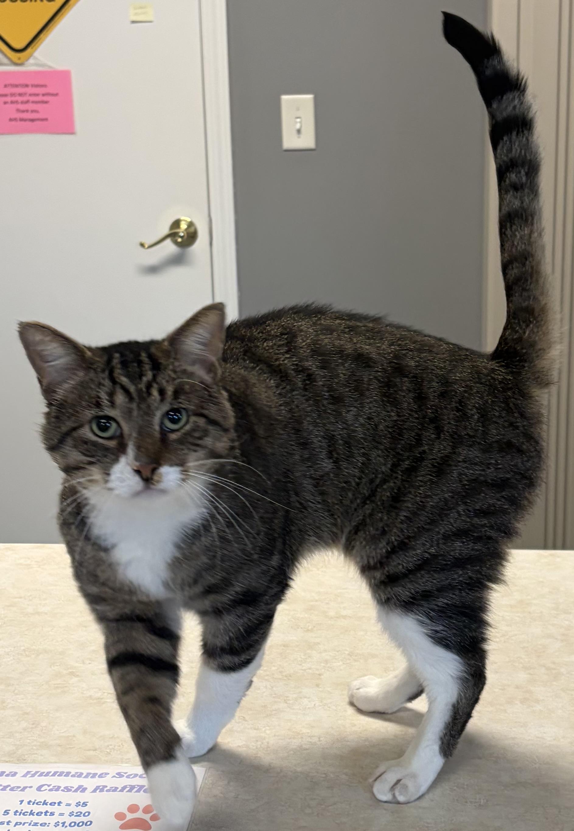Enlarge Biscuit, a Adoptable Domestic Short Hair in Lincoln, MI image 1/1
