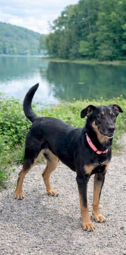 Enlarge Sophie, an adoptable mixed breed in Elkton, MD image 1/6