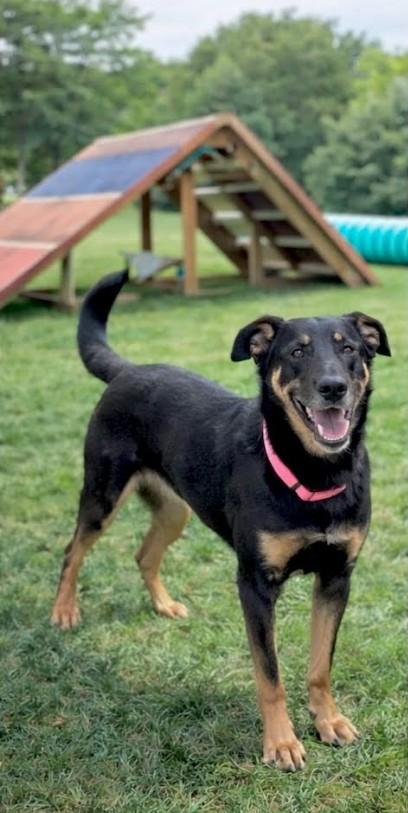 Enlarge Sophie, an adoptable mixed breed in Elkton, MD image 5/6