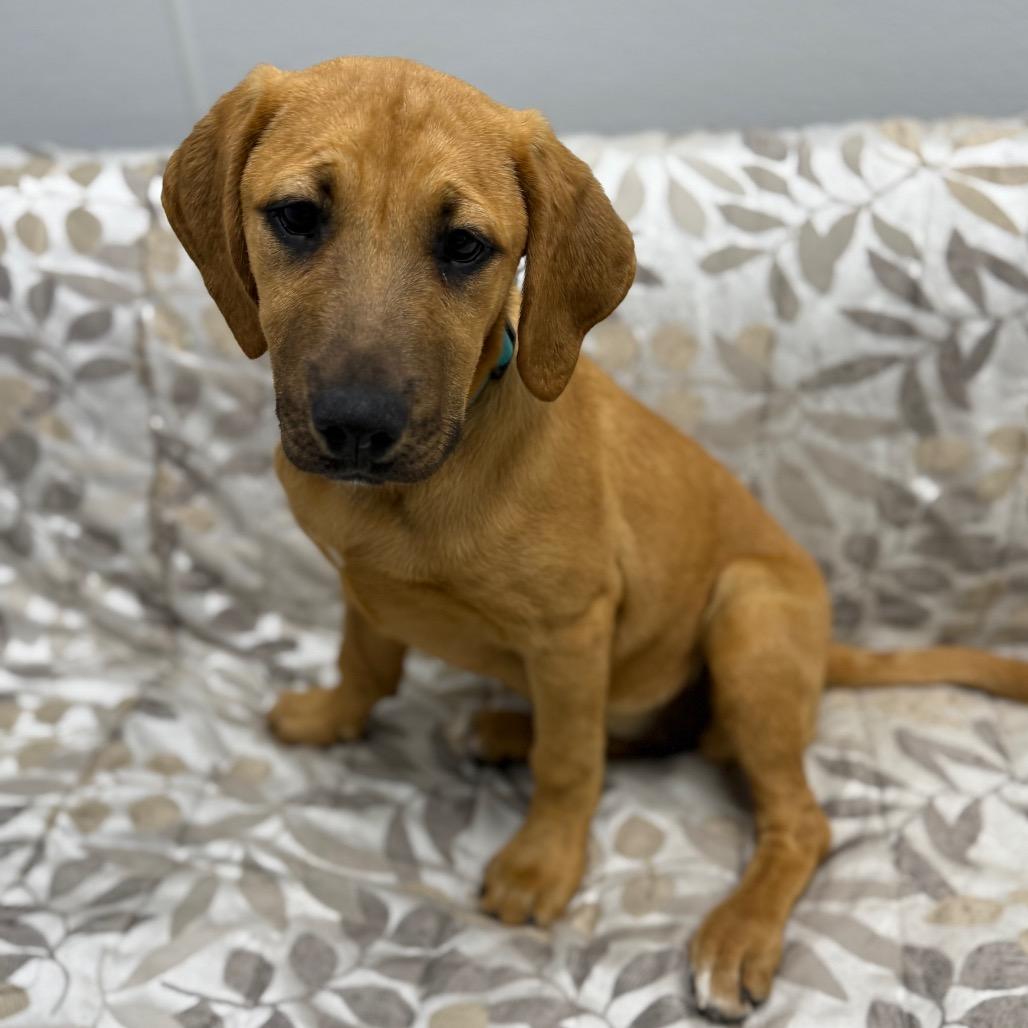 Enlarge Lucky, a ADOPTABLE mixed breed in Monticello, IA image 5/6