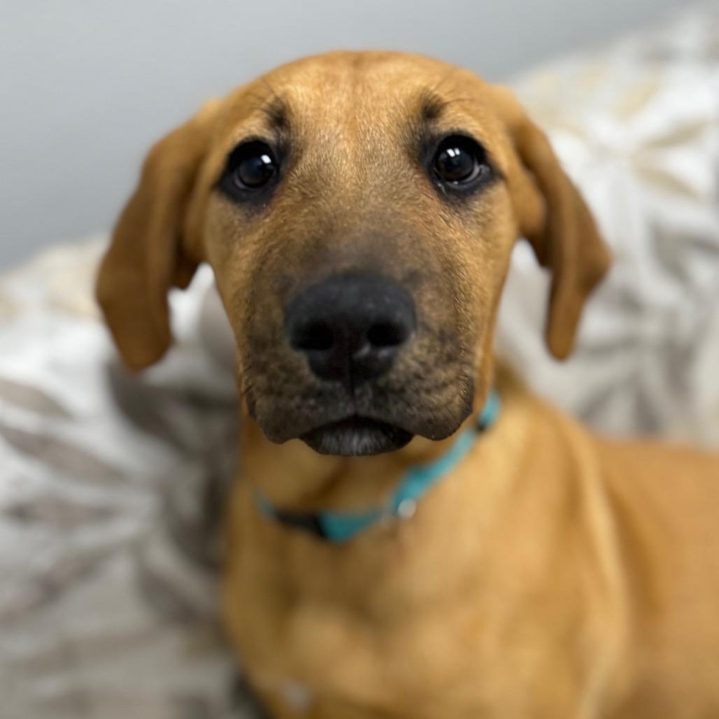 Enlarge Lucky, a ADOPTABLE mixed breed in Monticello, IA image 1/6