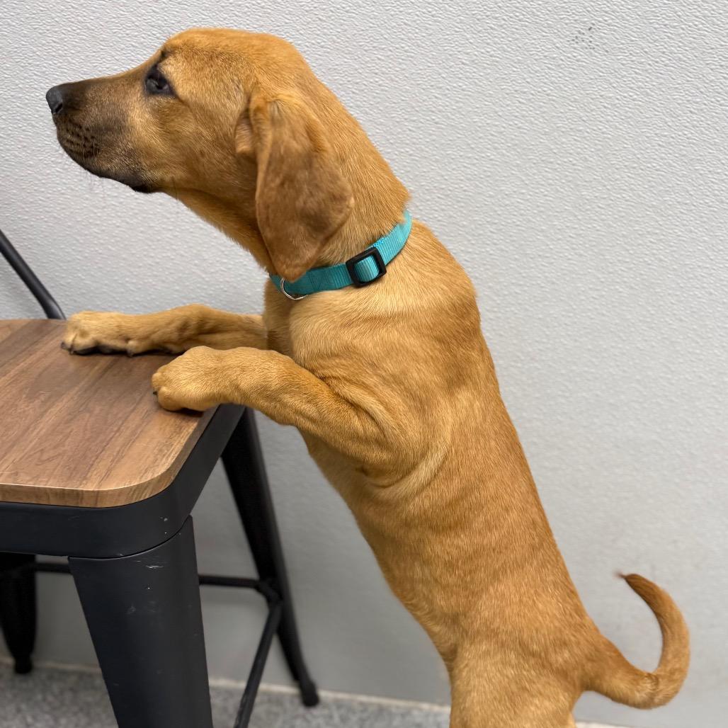 Enlarge Lucky, a ADOPTABLE mixed breed in Monticello, IA image 4/6