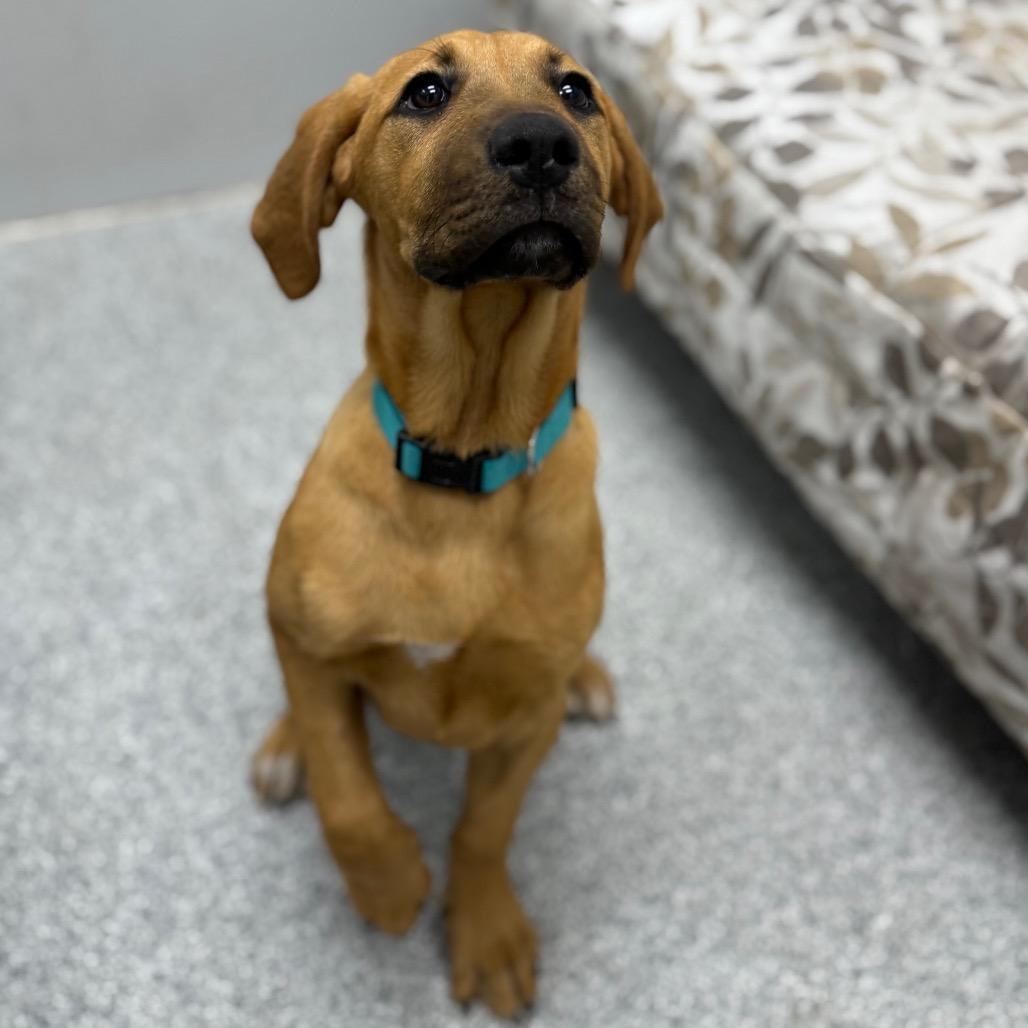 Enlarge Lucky, a ADOPTABLE mixed breed in Monticello, IA image 2/6