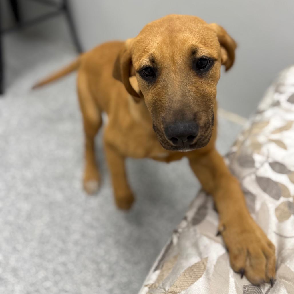 Enlarge Lucky, a ADOPTABLE mixed breed in Monticello, IA image 6/6