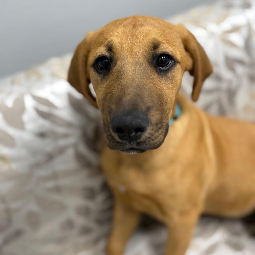 Enlarge Lucky, a ADOPTABLE mixed breed in Monticello, IA image 3/6