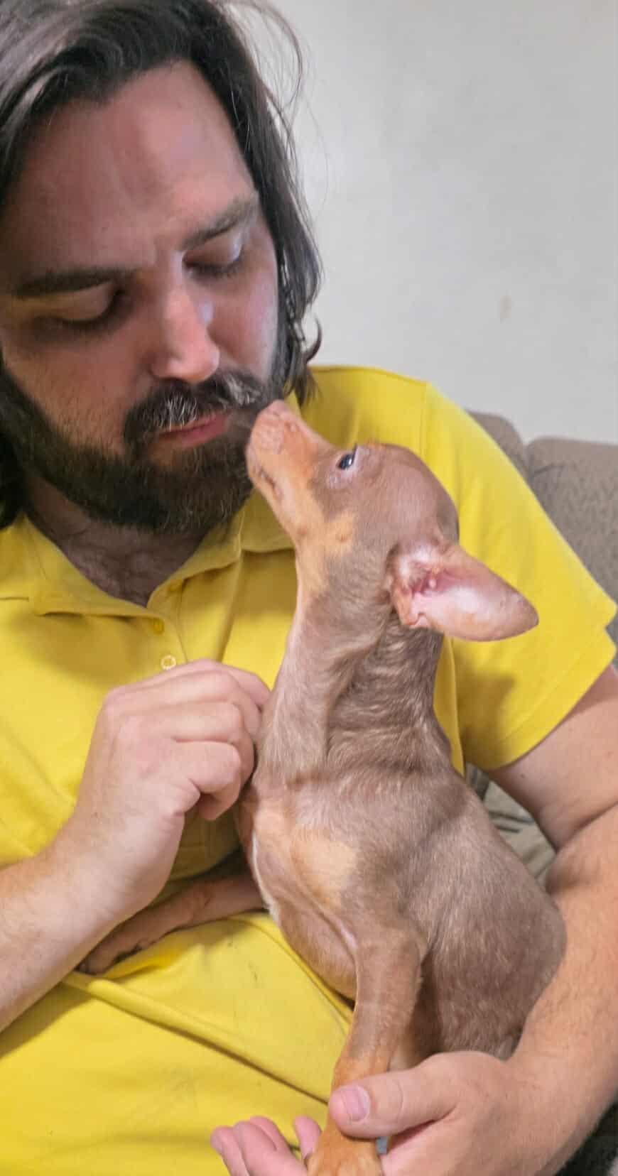 Sloan, Adopted, Puppy Male Chihuahua.