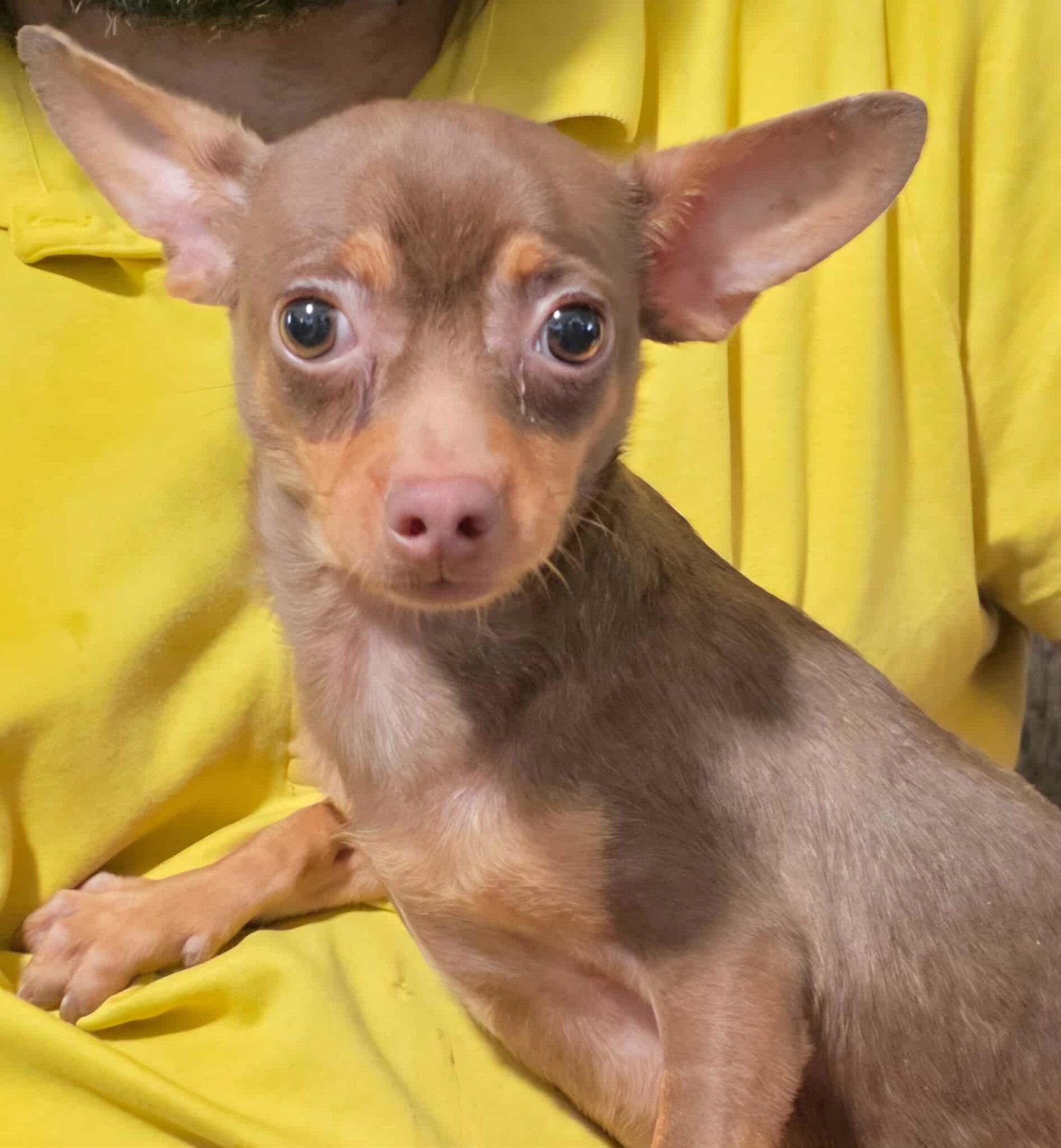 Sloan, a Adopted Chihuahua in Minneapolis, MN image 2/3