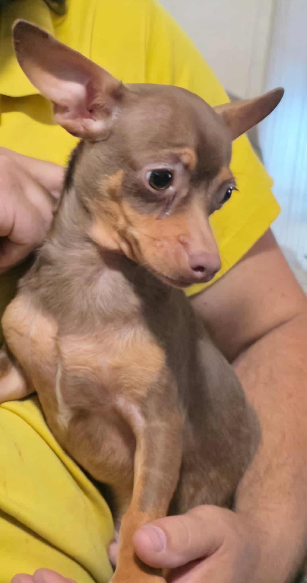 Sloan, a Adopted Chihuahua in Minneapolis, MN image 3/3