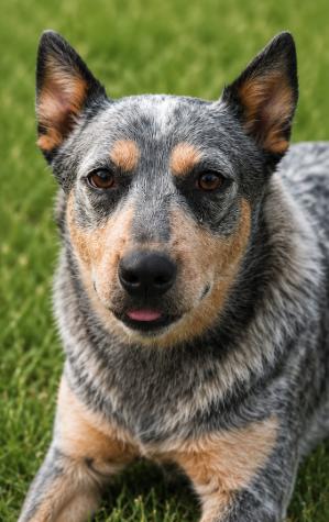 Enlarge Harmony - Deaf Dog, a ADOPTABLE Australian Cattle Dog / Blue Heeler in Colville , WA image 2/2