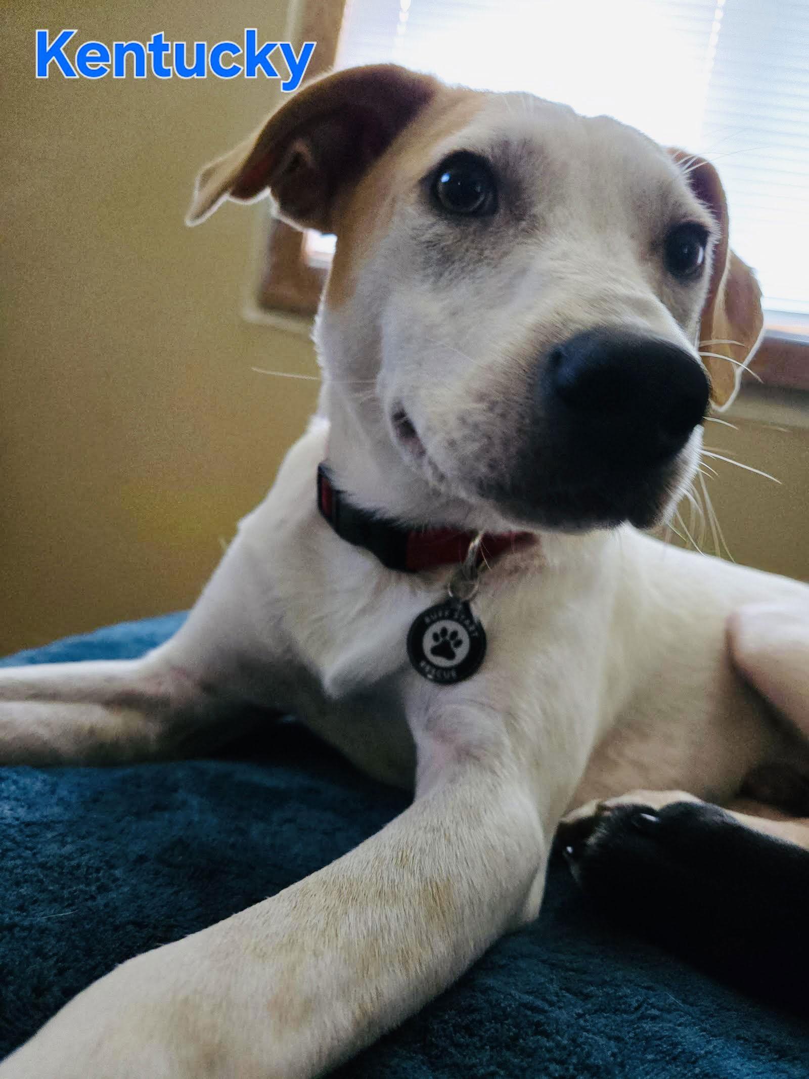 Kentucky, a Adoptable mixed breed in Blaine, MN image 1/3