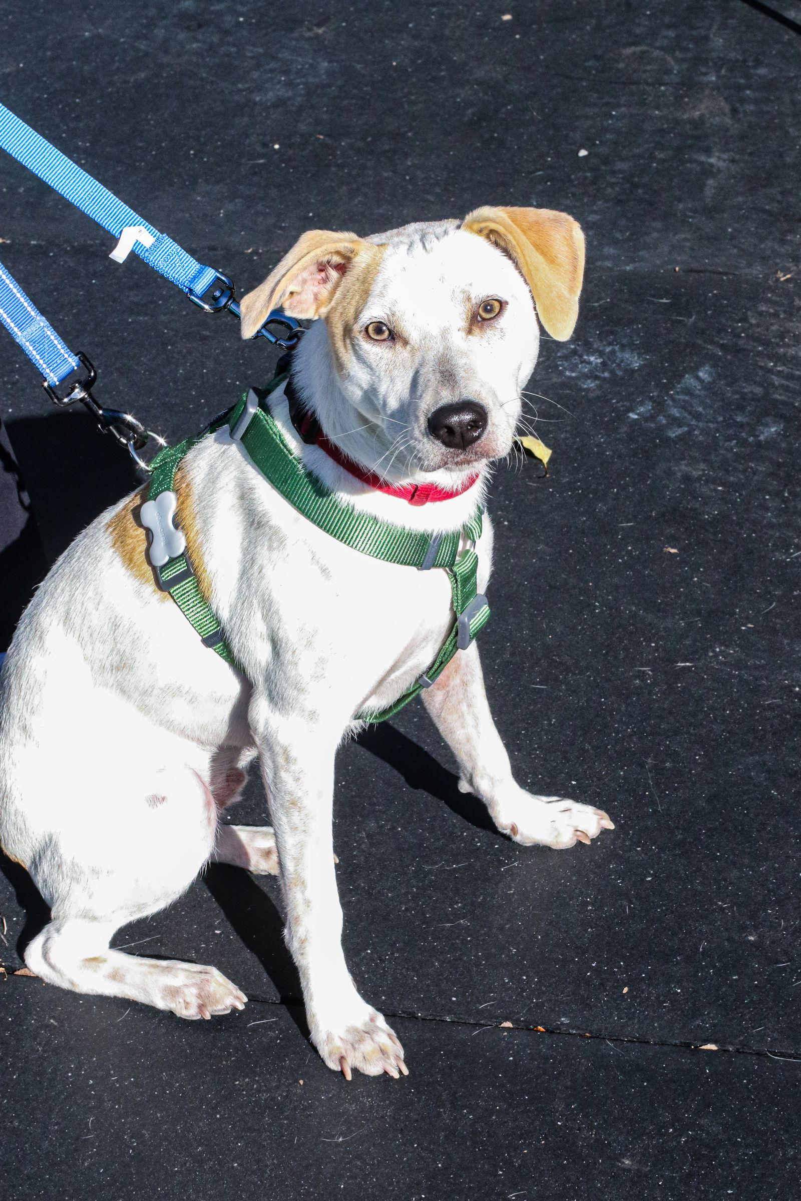 Kentucky, Adoptable, Young Male Australian Cattle Dog / Blue Heeler & Jack Russell Terrier.