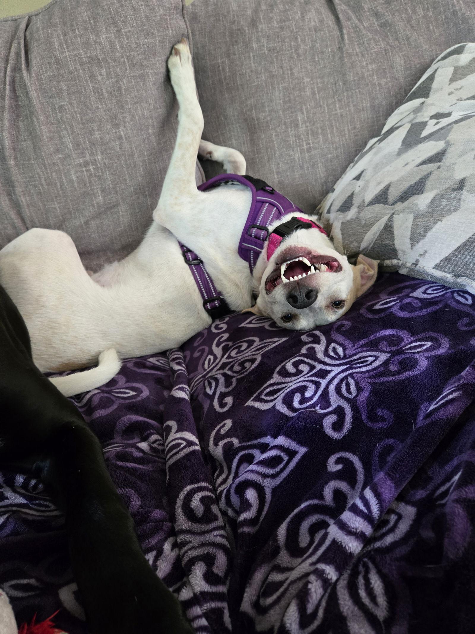 Kentucky, a Adoptable mixed breed in Blaine, MN image 2/3