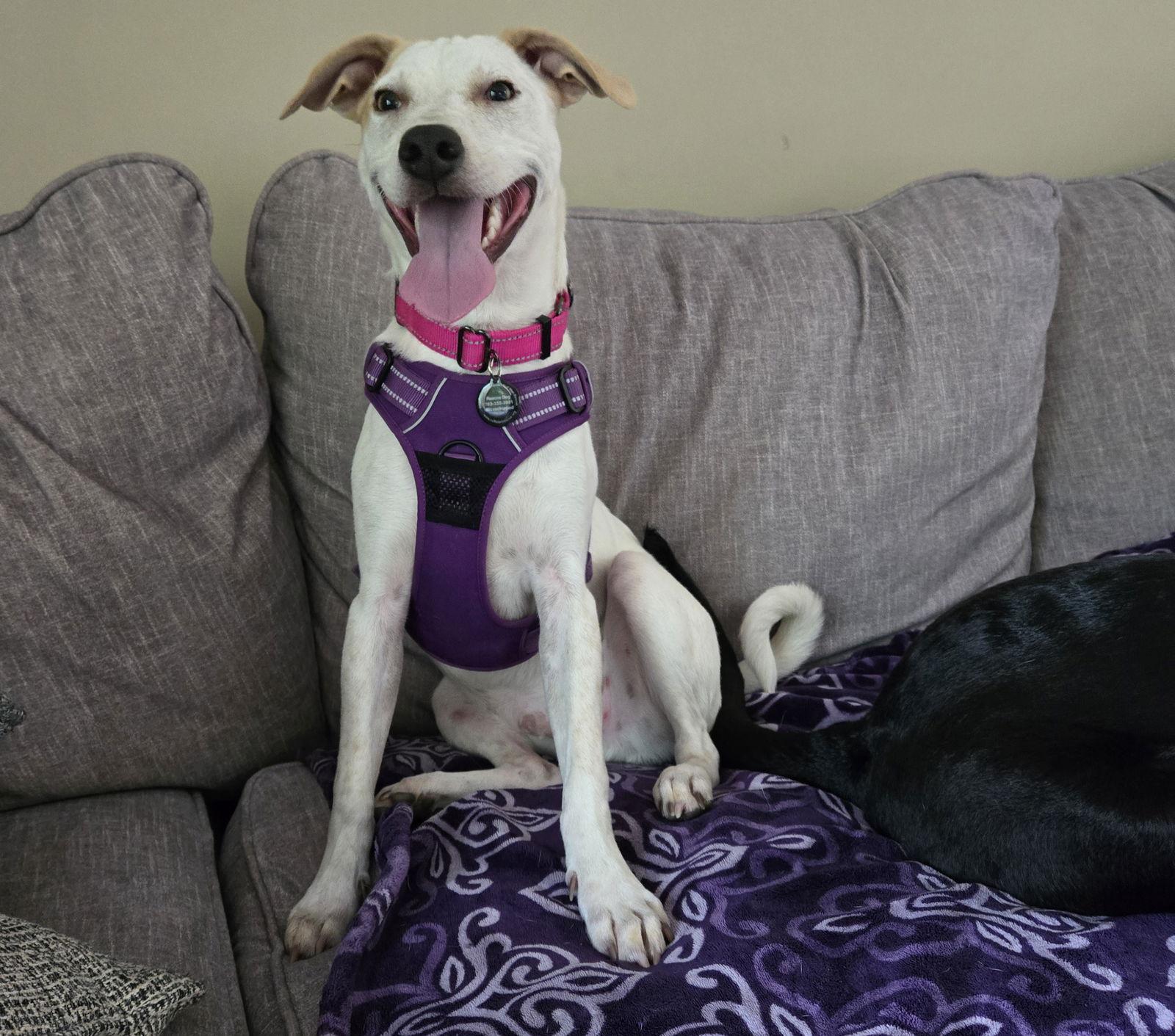 Kentucky, a Adoptable mixed breed in Blaine, MN image 3/3