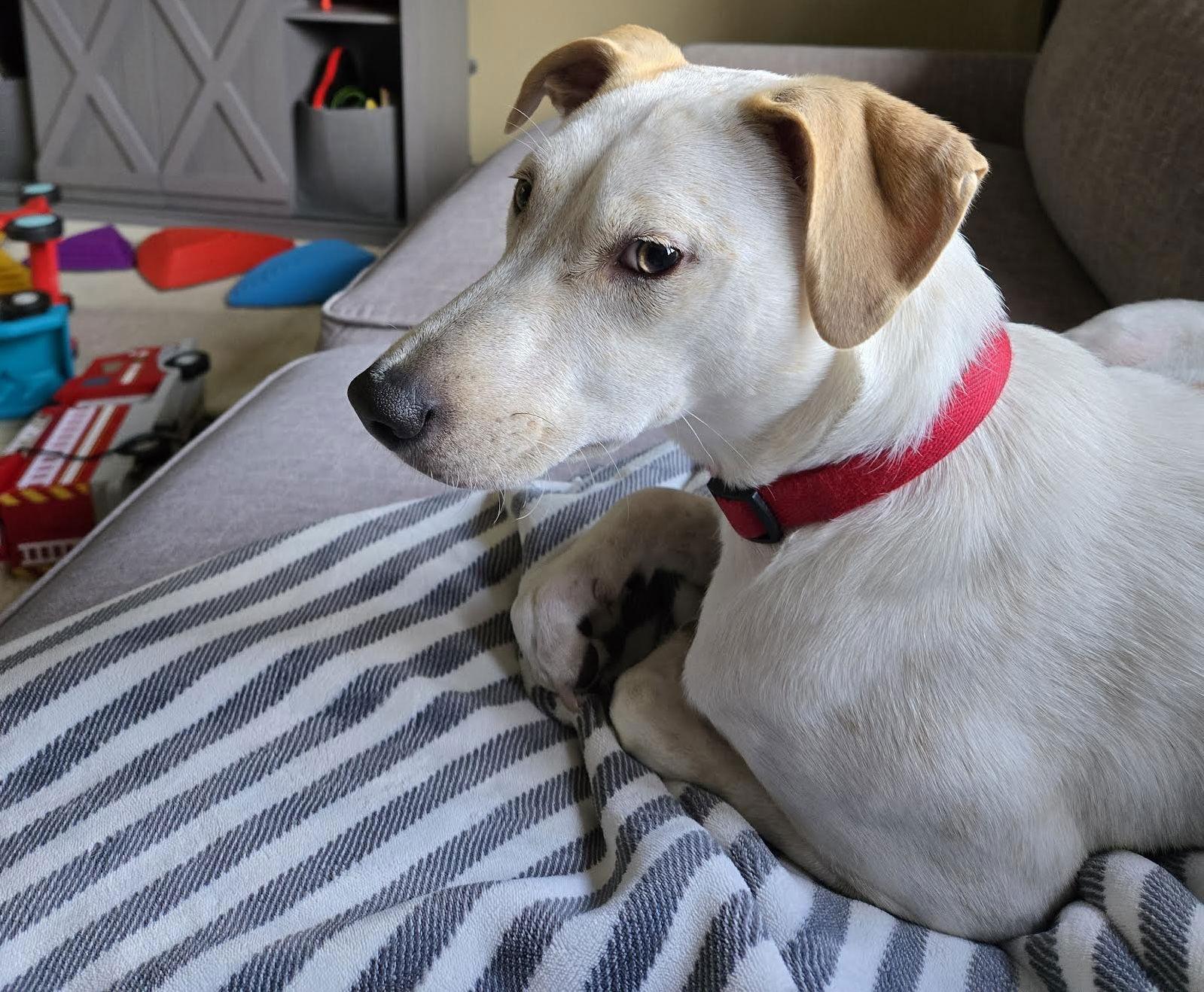 Kentucky, a Adoptable mixed breed in Blaine, MN image 3/3