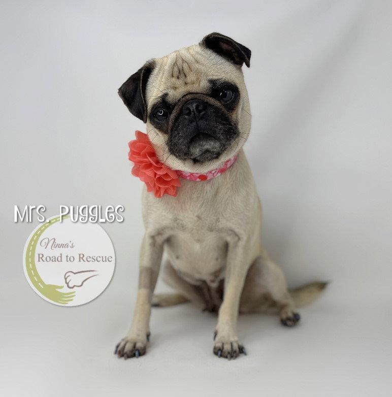 Mrs. Puggles, Adoptable, Adult Female Pug.