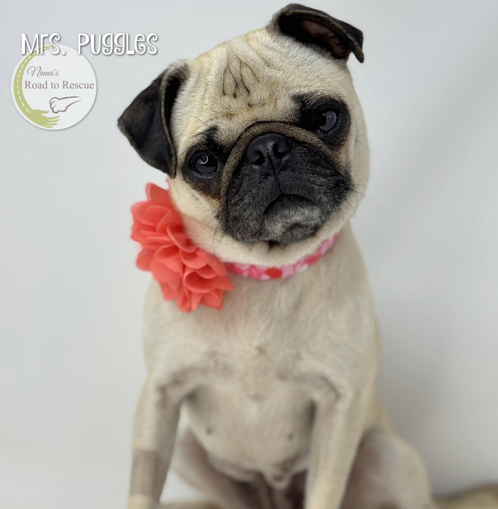 Enlarge Mrs. Puggles, a Adoptable Pug in Benton, LA image 2/2