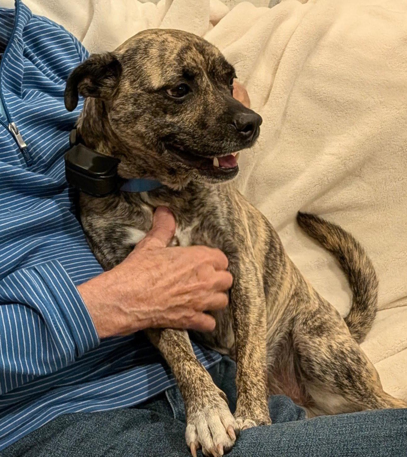 Allen, Adopted, Adult Male Terrier.