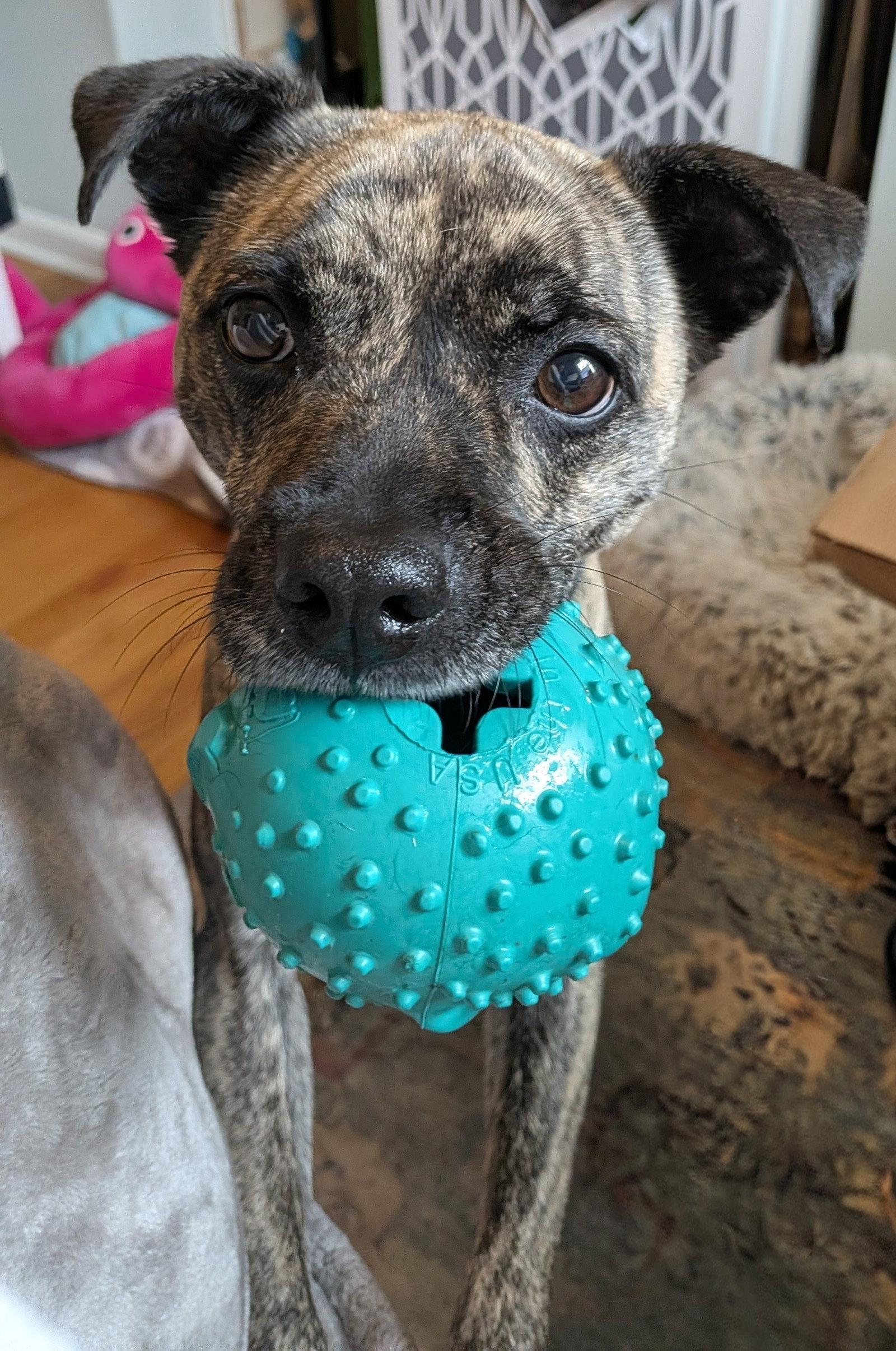 Enlarge Allen, a Adopted Terrier in St. Louis, MO image 2/3