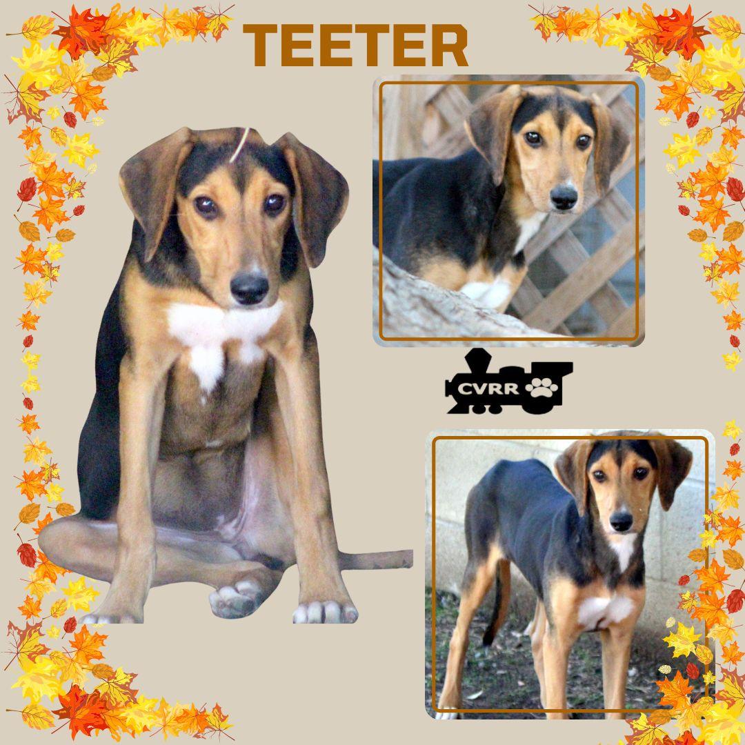 Teeter, Adoptable, Young Female Hound.