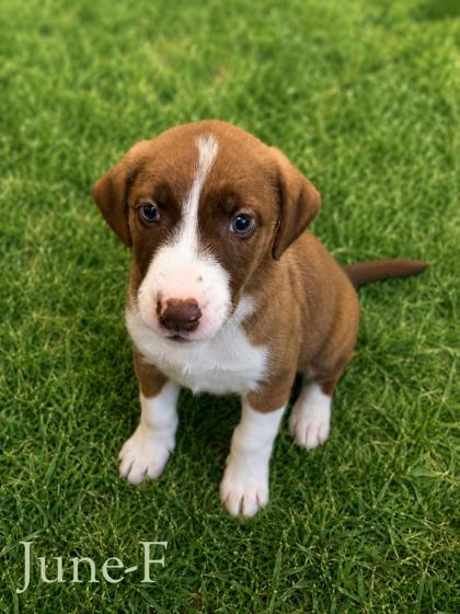 Enlarge June, a Adoptable mixed breed in Guntersville, AL image 1/1