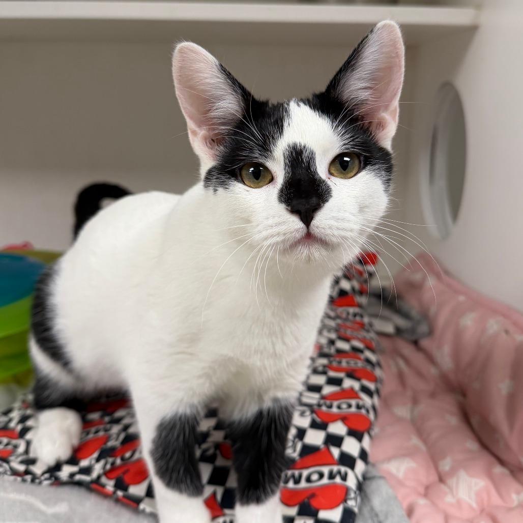 Geraldine, Adoptable, Kitten Female Domestic Short Hair.