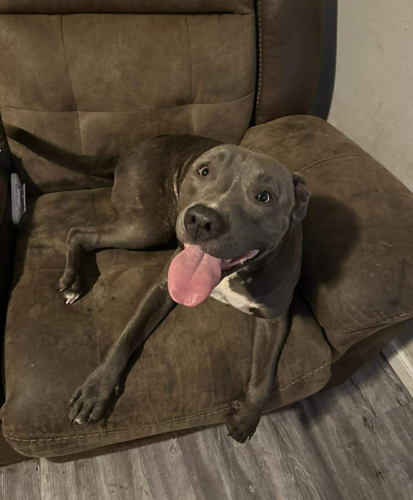 Enlarge Tank, a ADOPTABLE Pit Bull Terrier in Yukon, OK image 1/3