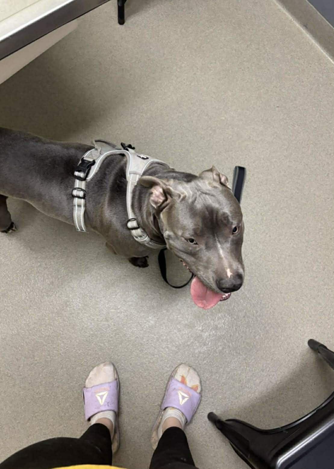 Enlarge Tank, a ADOPTABLE Pit Bull Terrier in Yukon, OK image 2/3