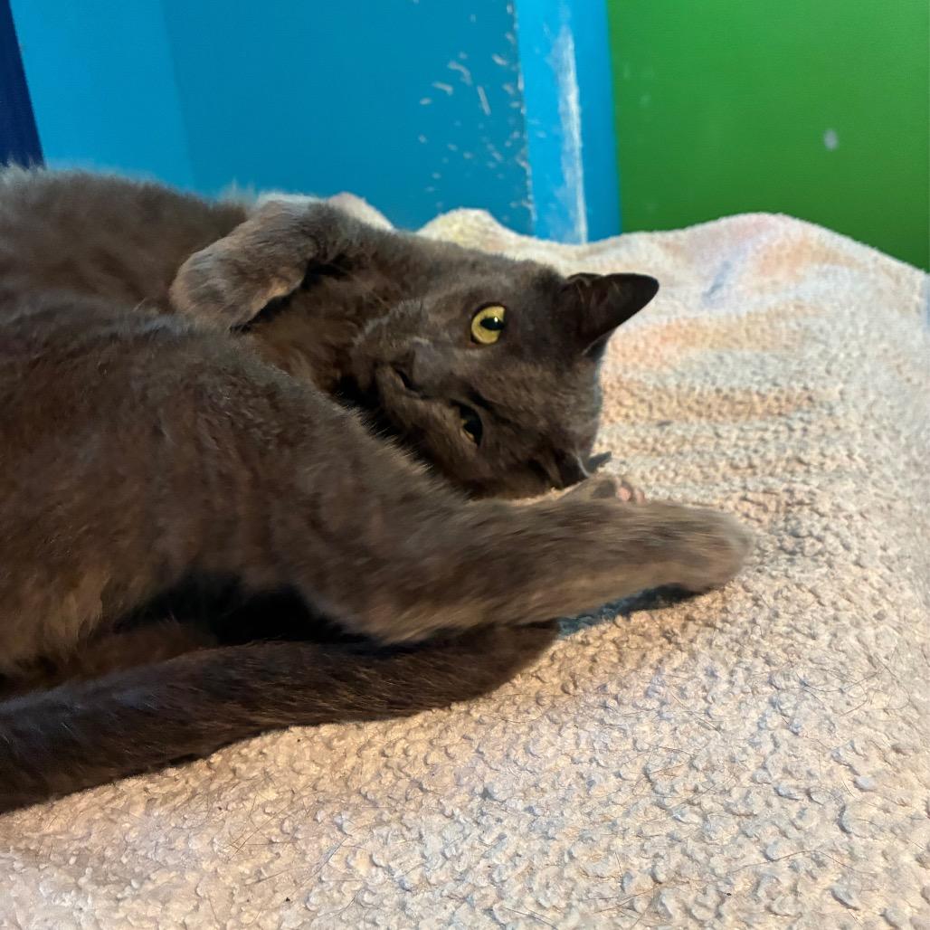 Enlarge Buddy, a Adoptable Russian Blue in Mundelein, IL image 1/2