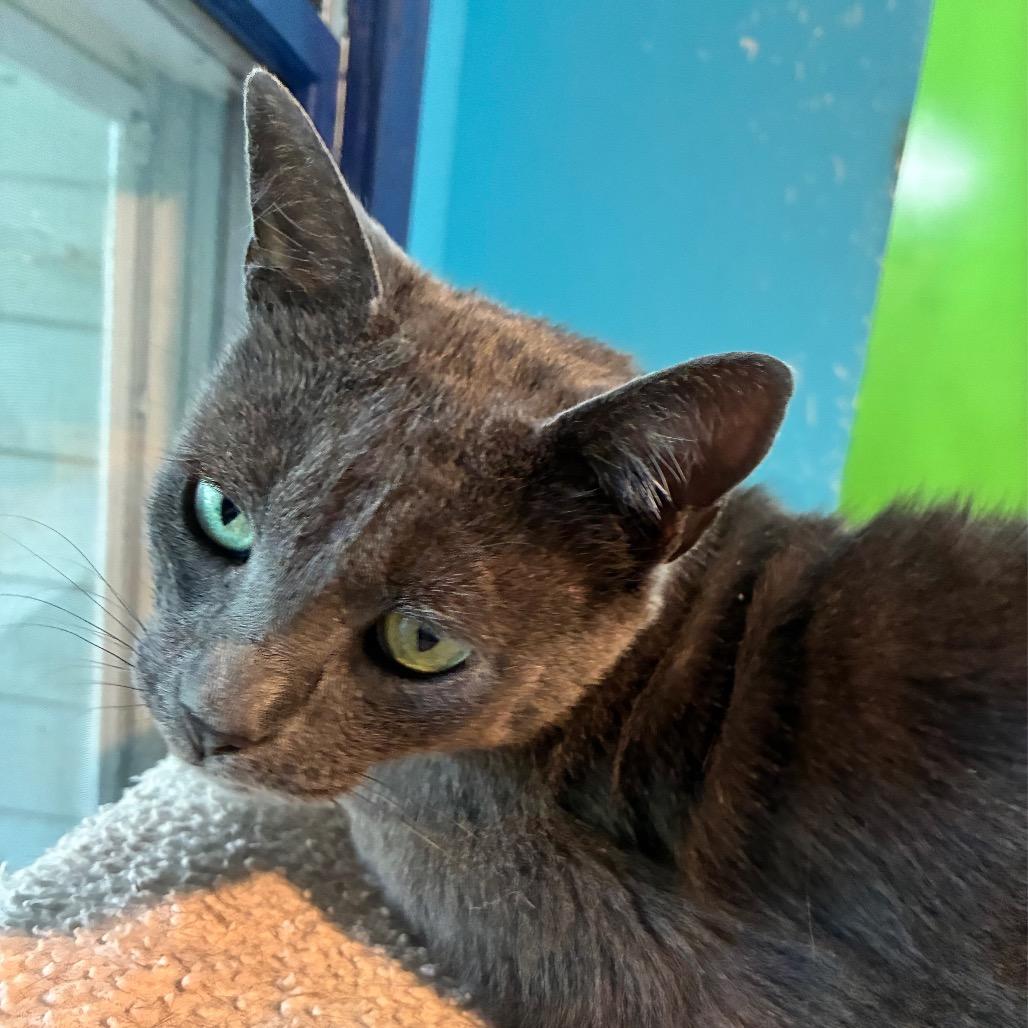Enlarge Buddy, a Adoptable Russian Blue in Mundelein, IL image 2/2