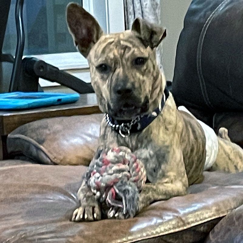 Batman, Adoptable, Adult Male Pit Bull Terrier.