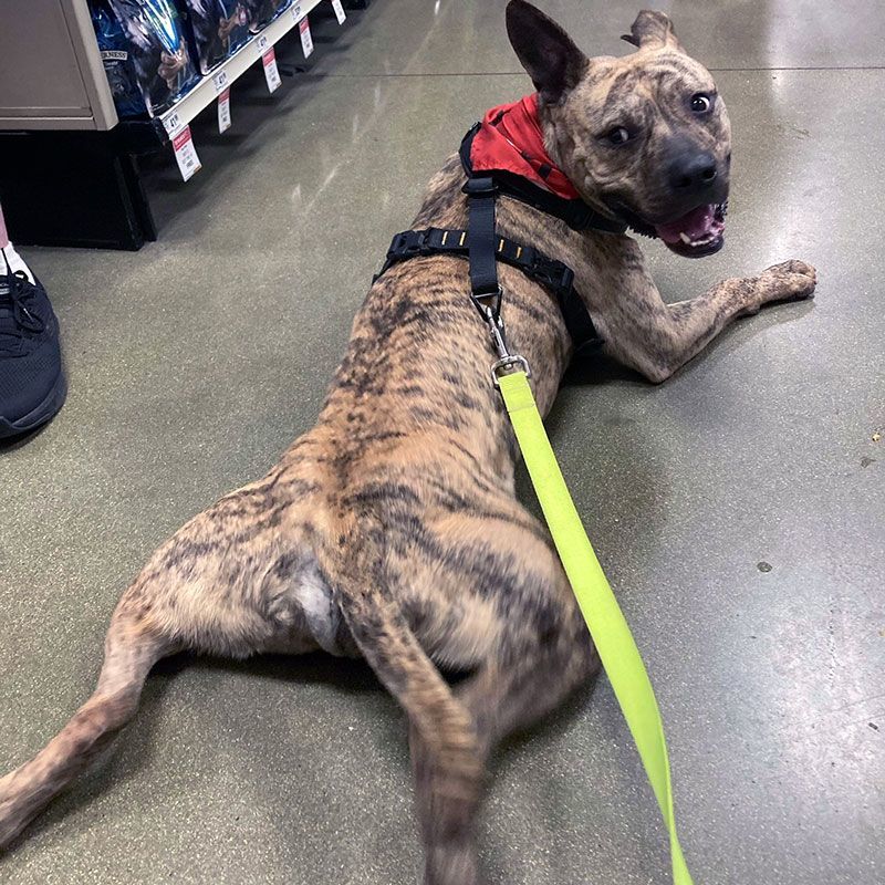 Enlarge Batman, a Adoptable mixed breed in Eagle, ID image 7/8