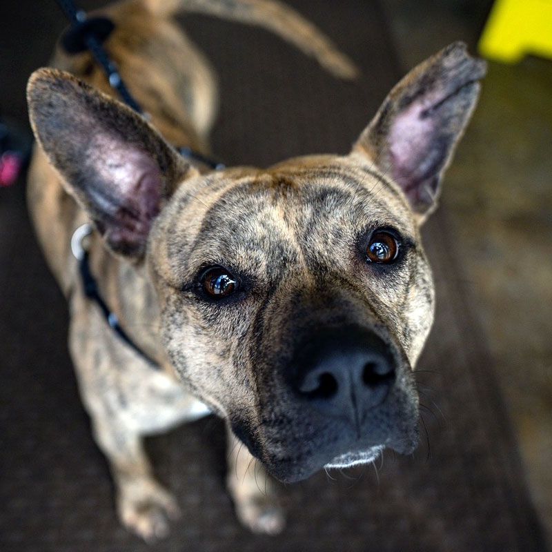 Enlarge Batman, a Adoptable mixed breed in Eagle, ID image 8/8