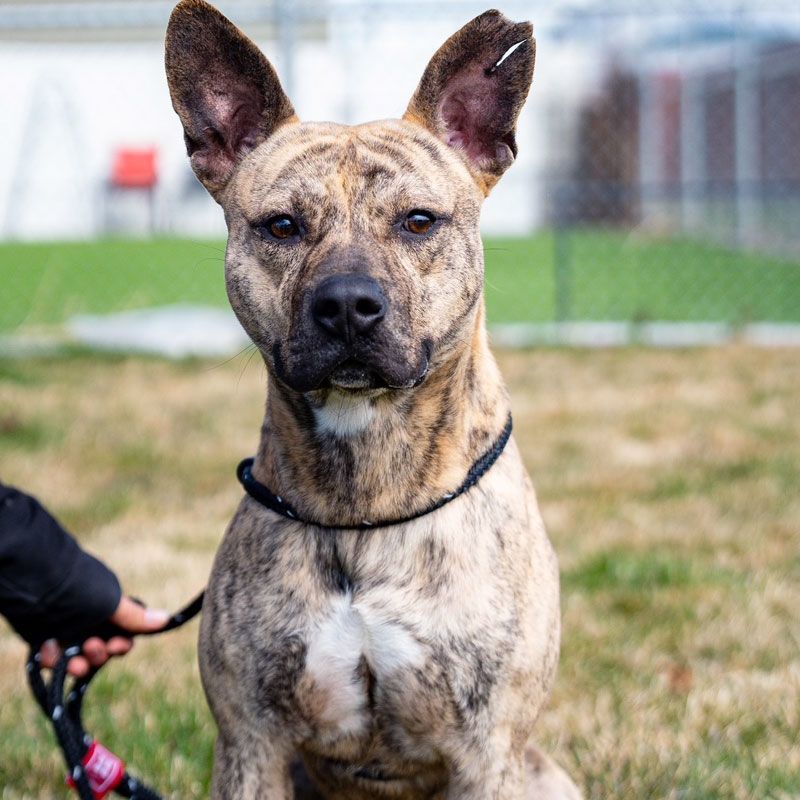 Enlarge Batman, a Adoptable mixed breed in Eagle, ID image 6/8