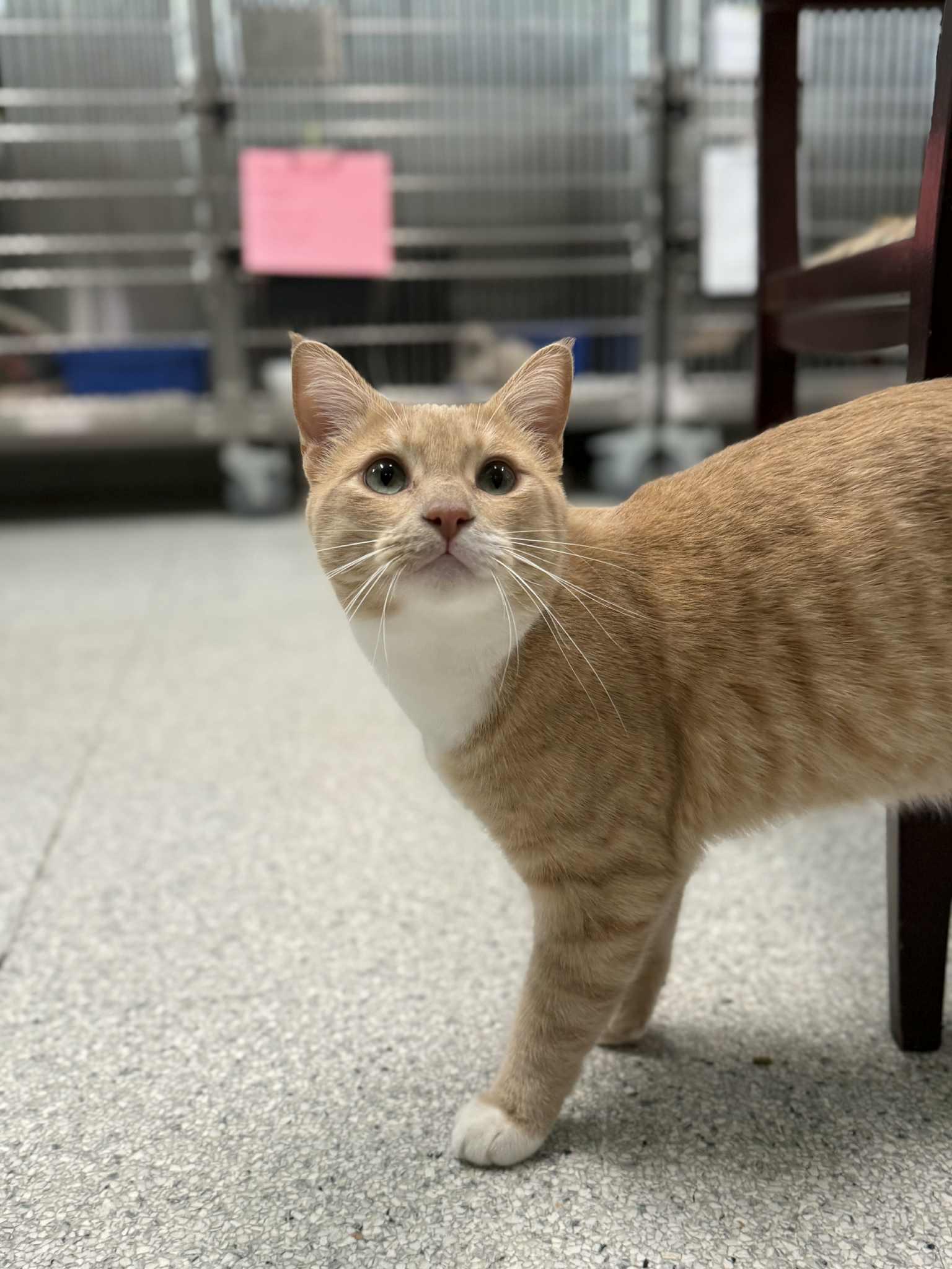 Hubb, Adoptable, Young Male Domestic Short Hair.