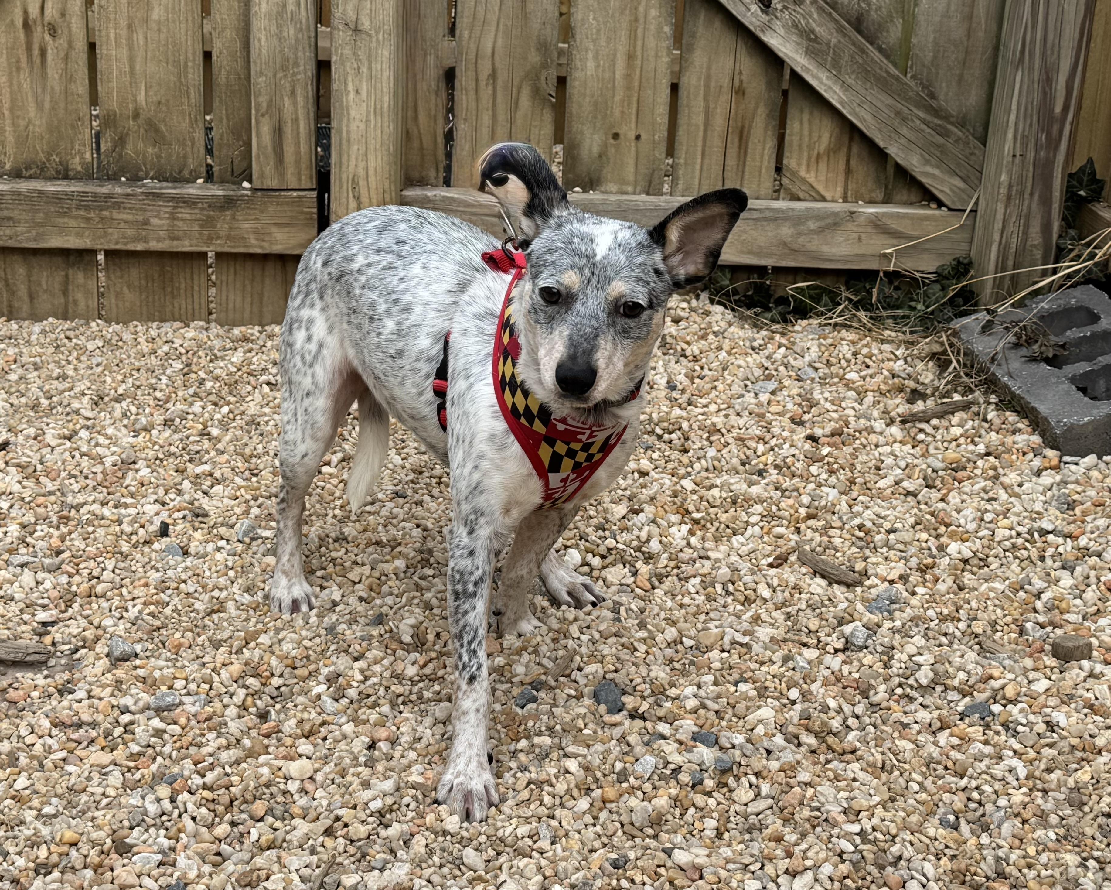 Enlarge Coco, a ADOPTABLE mixed breed in Ellicott City, MD image 1/2