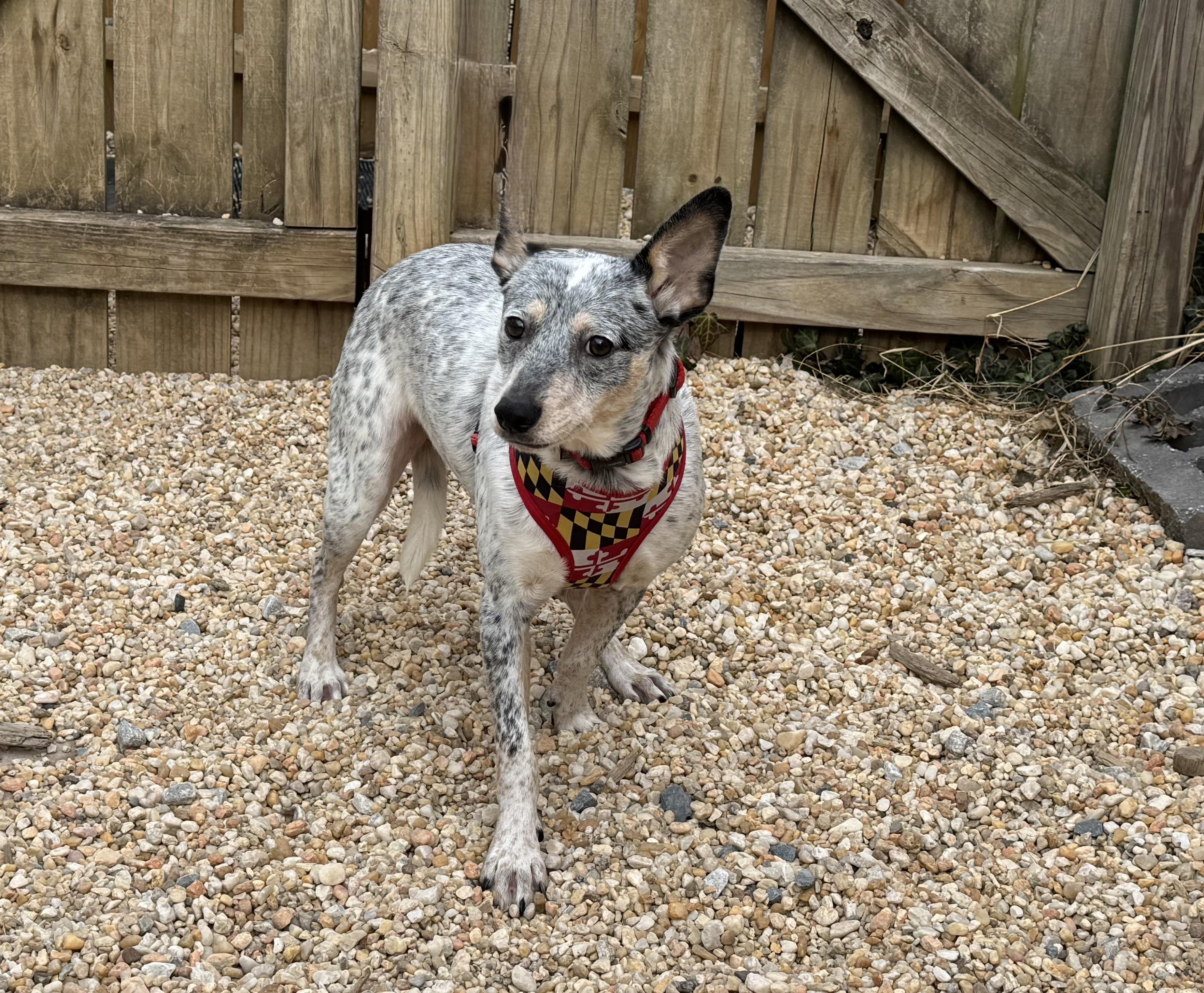 Enlarge Coco, a ADOPTABLE mixed breed in Ellicott City, MD image 2/2