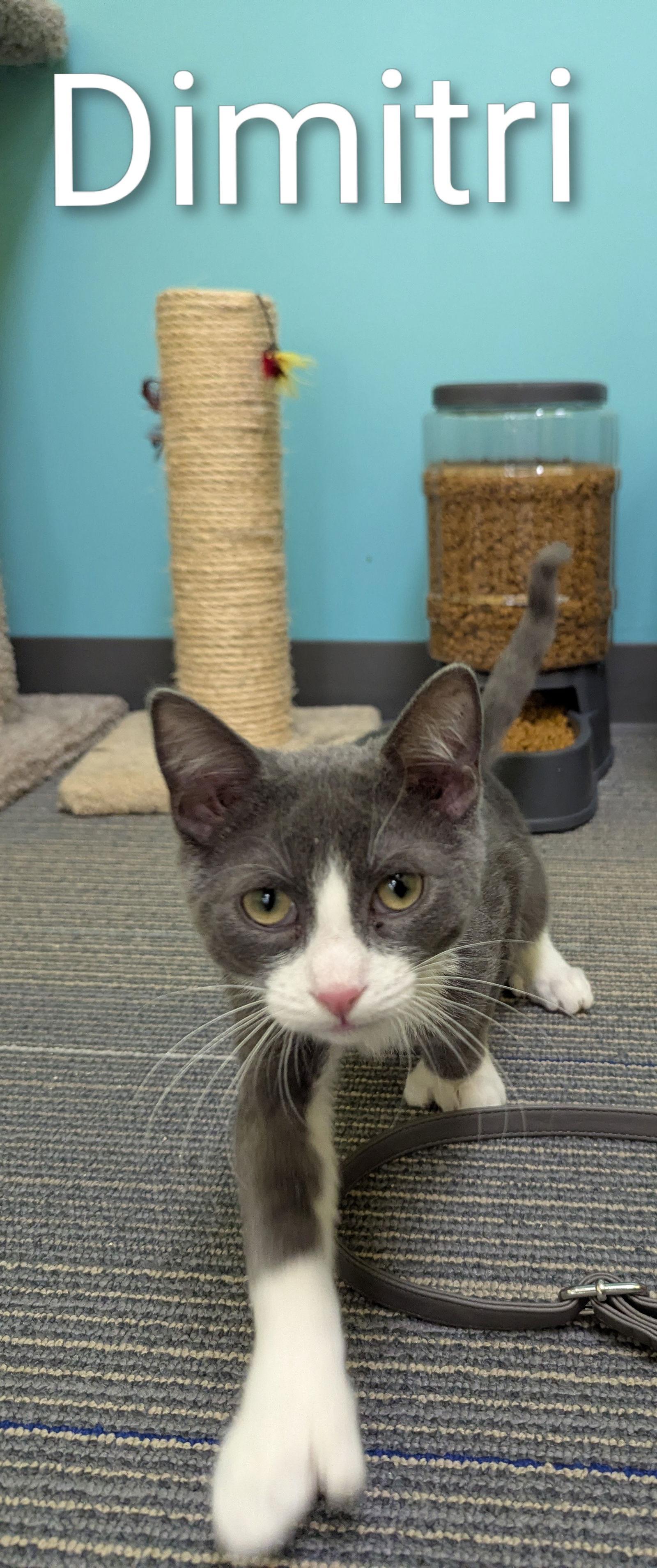 Dimitri, Adopted, Young Male Domestic Short Hair.