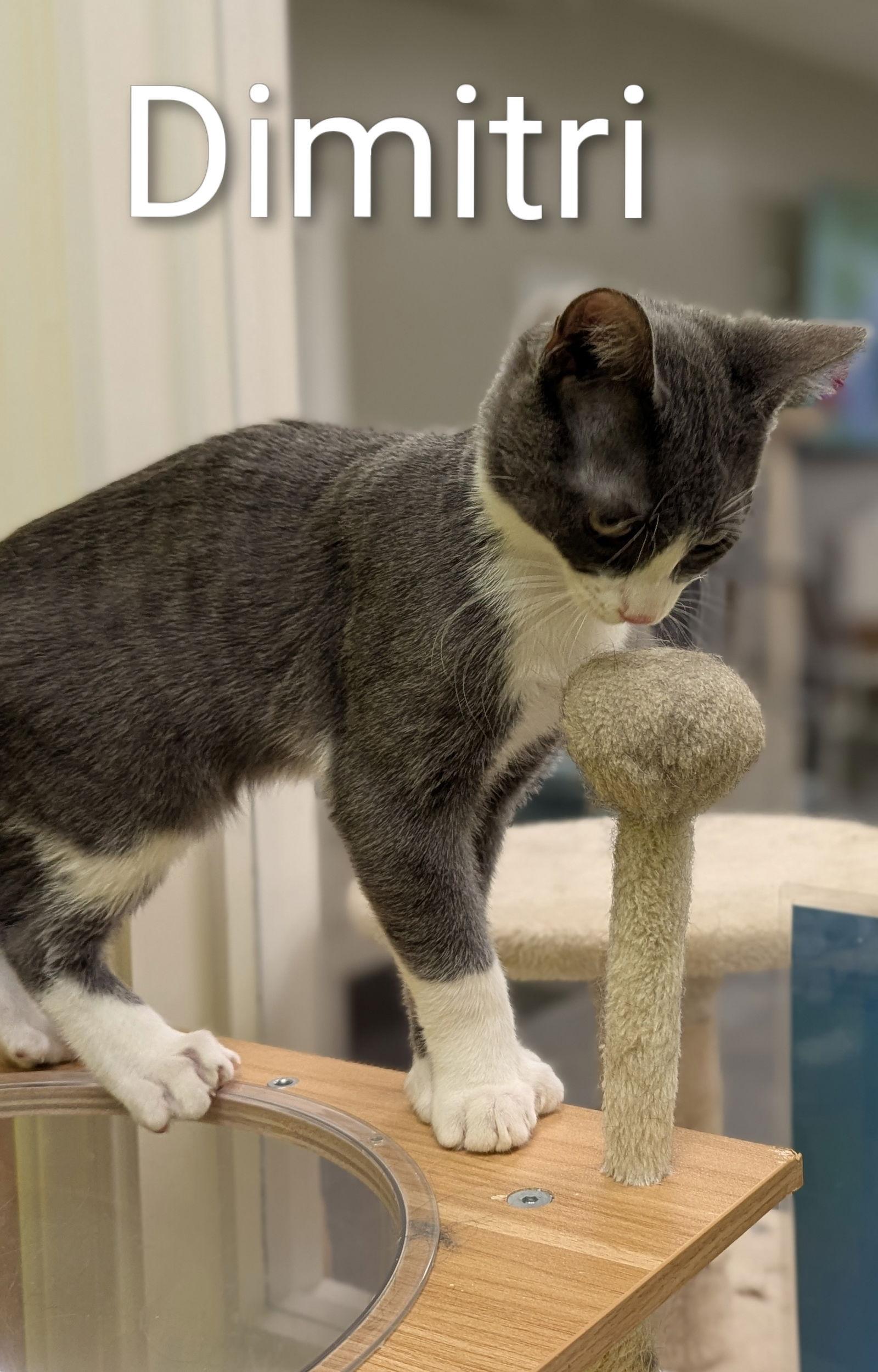 Enlarge Dimitri, a Adopted Domestic Short Hair in Rochester, NY image 2/2