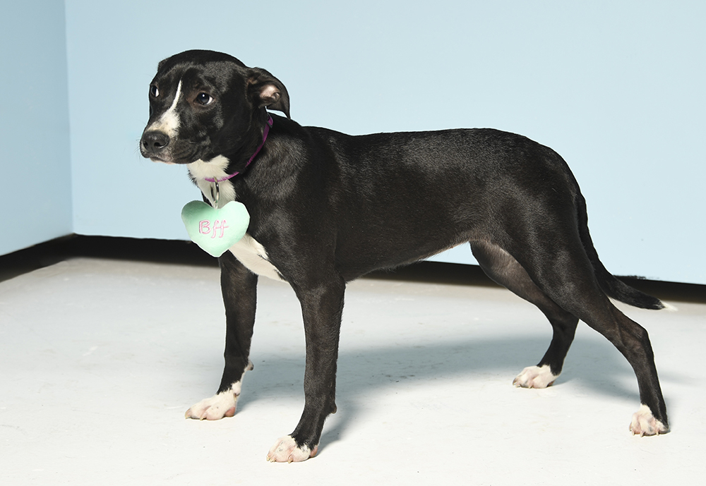 Lizzie, Adoptable, Young Female American Staffordshire Terrier & Mixed Breed.