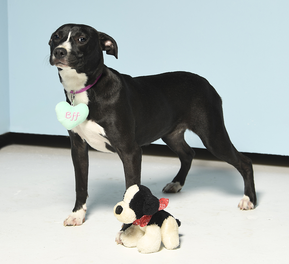 Lizzie, a Adoptable mixed breed in Cookeville, TN image 4/5