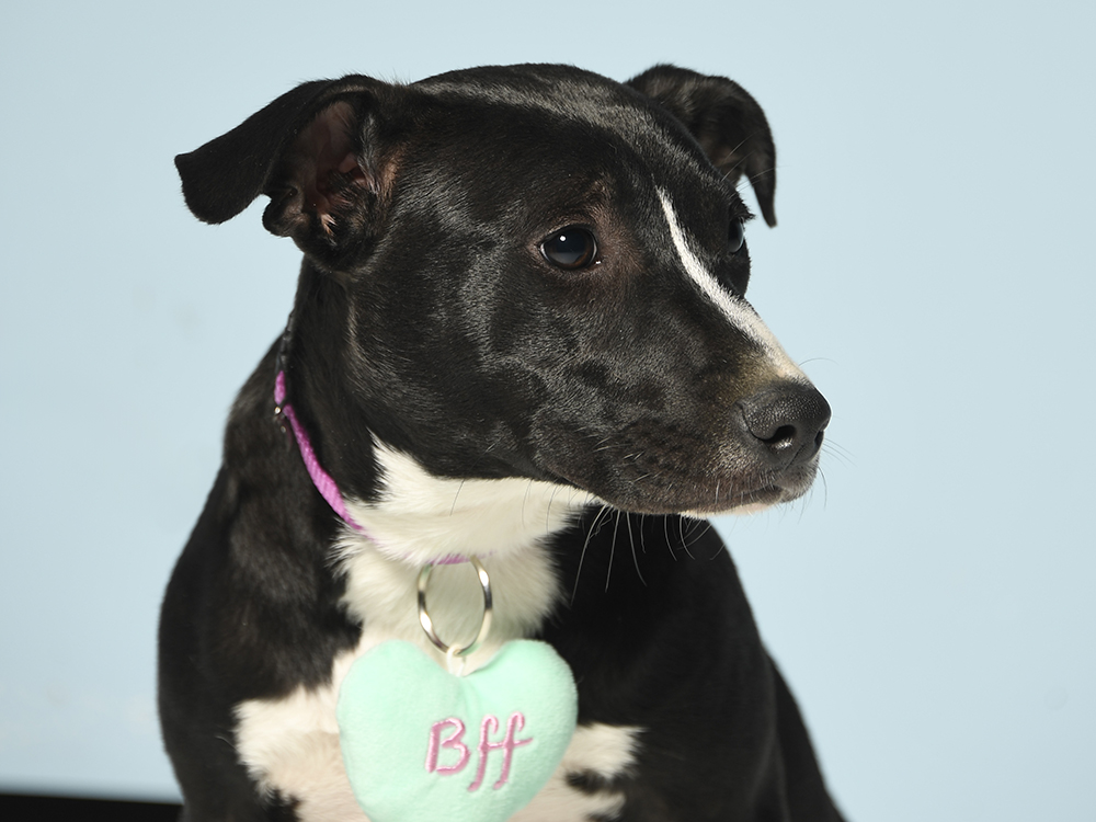 Lizzie, a Adoptable mixed breed in Cookeville, TN image 2/5