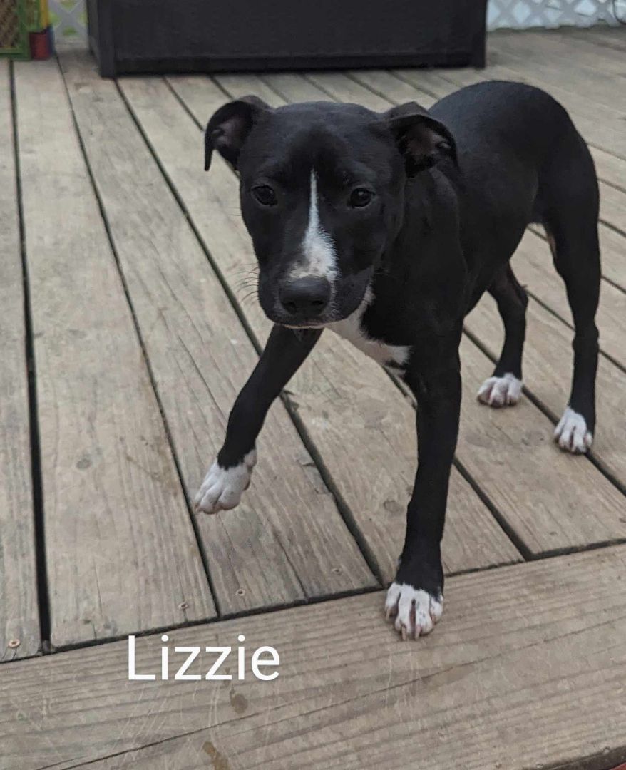 Lizzie, a Adoptable mixed breed in Cookeville, TN image 5/5