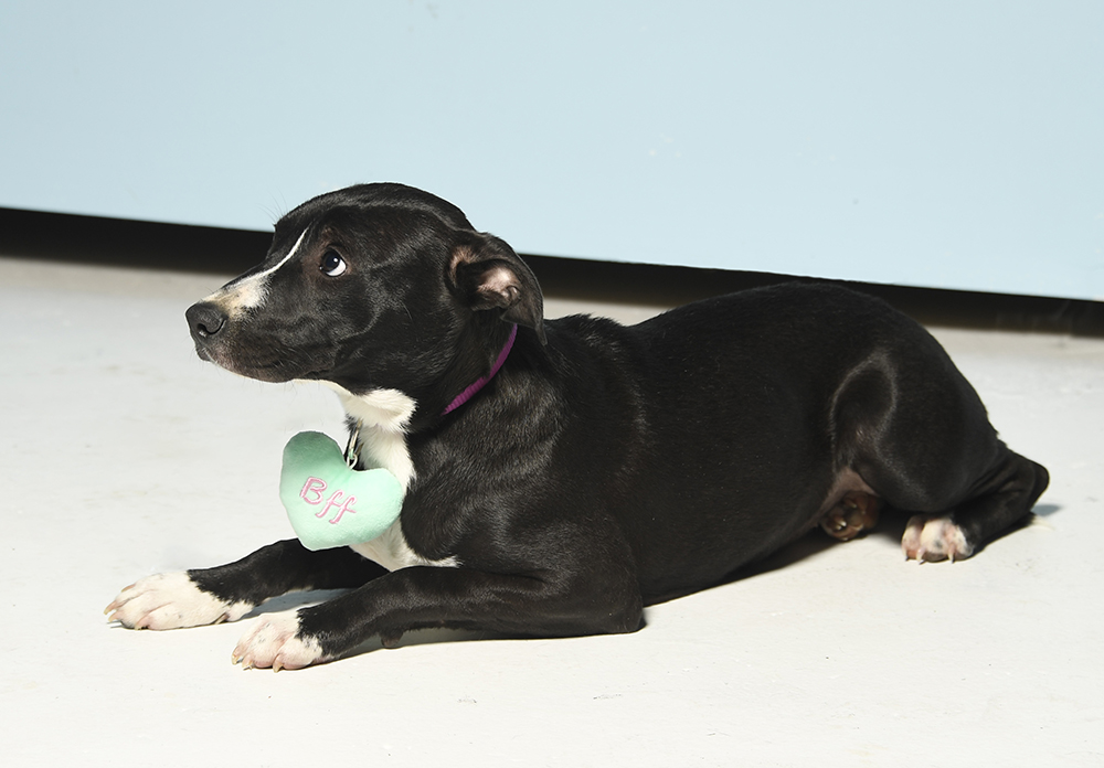 Lizzie, a Adoptable mixed breed in Cookeville, TN image 3/5